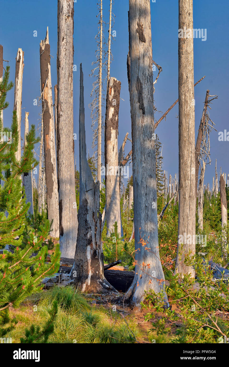 Mt Washington vu de Pacific Crest Trail dans l'Oregon Banque D'Images