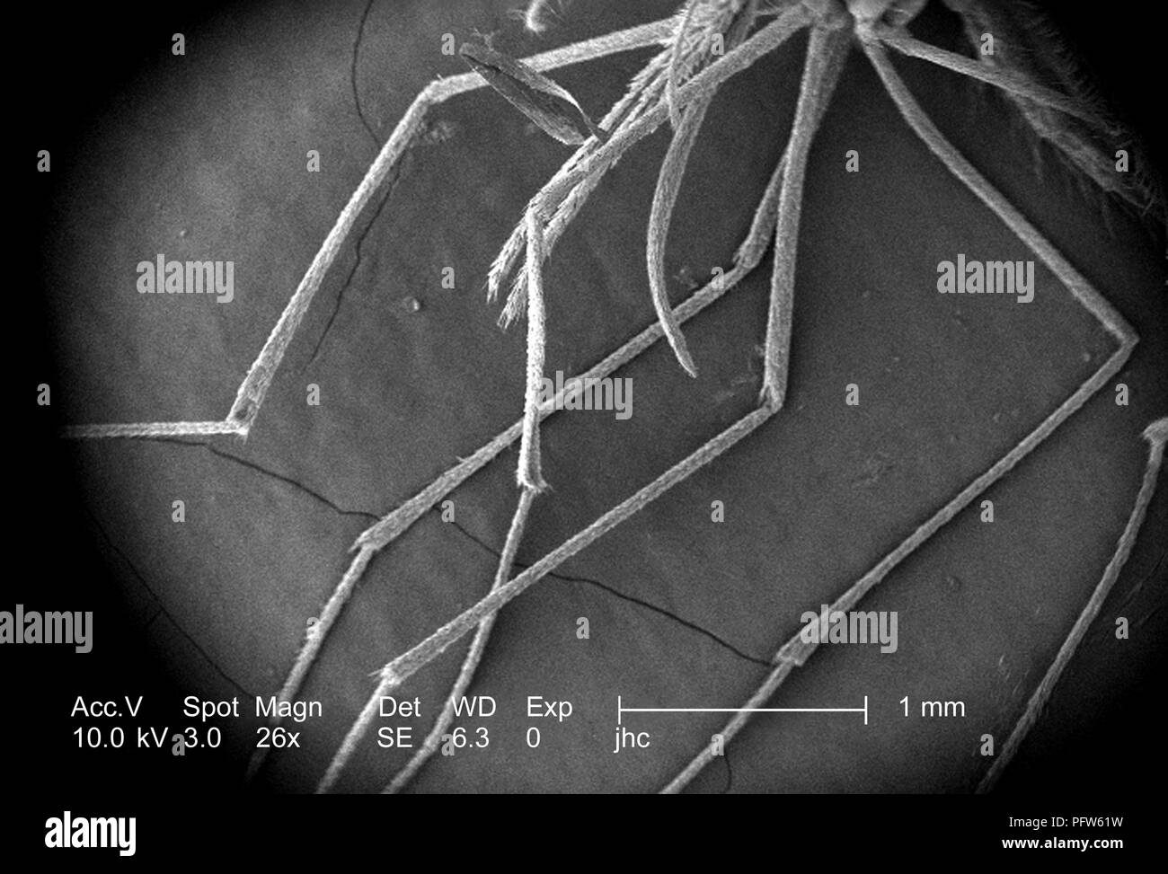 Caractéristiques morphologiques d'un moustique Anopheles gambiae, révélé dans le 26x amplifiés en microscopie électronique à balayage (MEB) de droit, 2006. Image courtoisie Centres for Disease Control (CDC) / Dr Paul Howell. () Banque D'Images