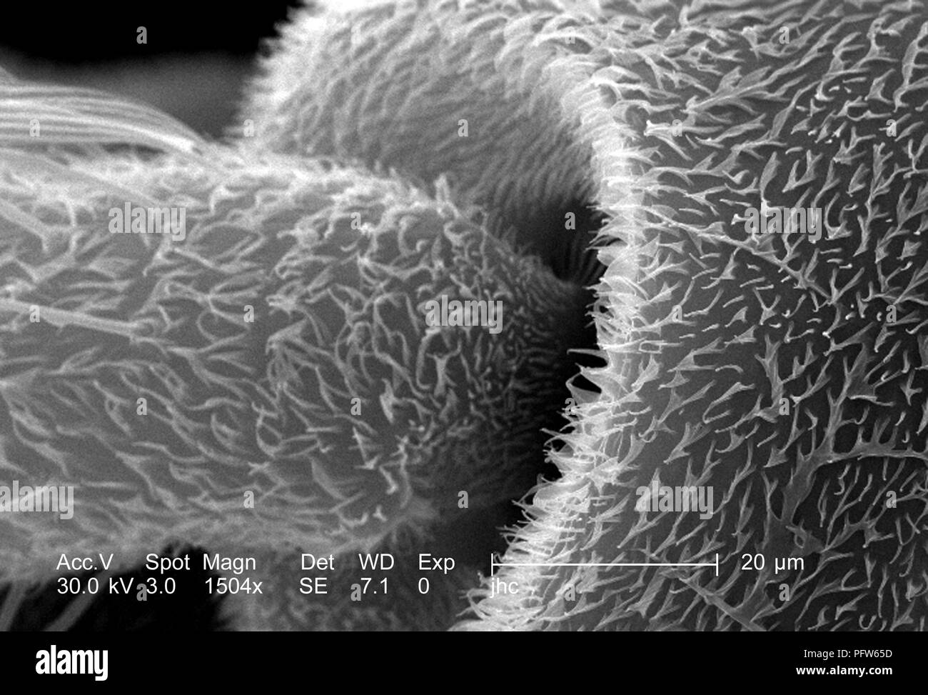 Caractéristiques morphologiques d'une antenne du moustique Anopheles dirus, révélé dans le 1504x amplifiés en microscopie électronique à balayage (MEB) de droit, 2006. Image courtoisie Centres for Disease Control (CDC) / Paul Howell. () Banque D'Images