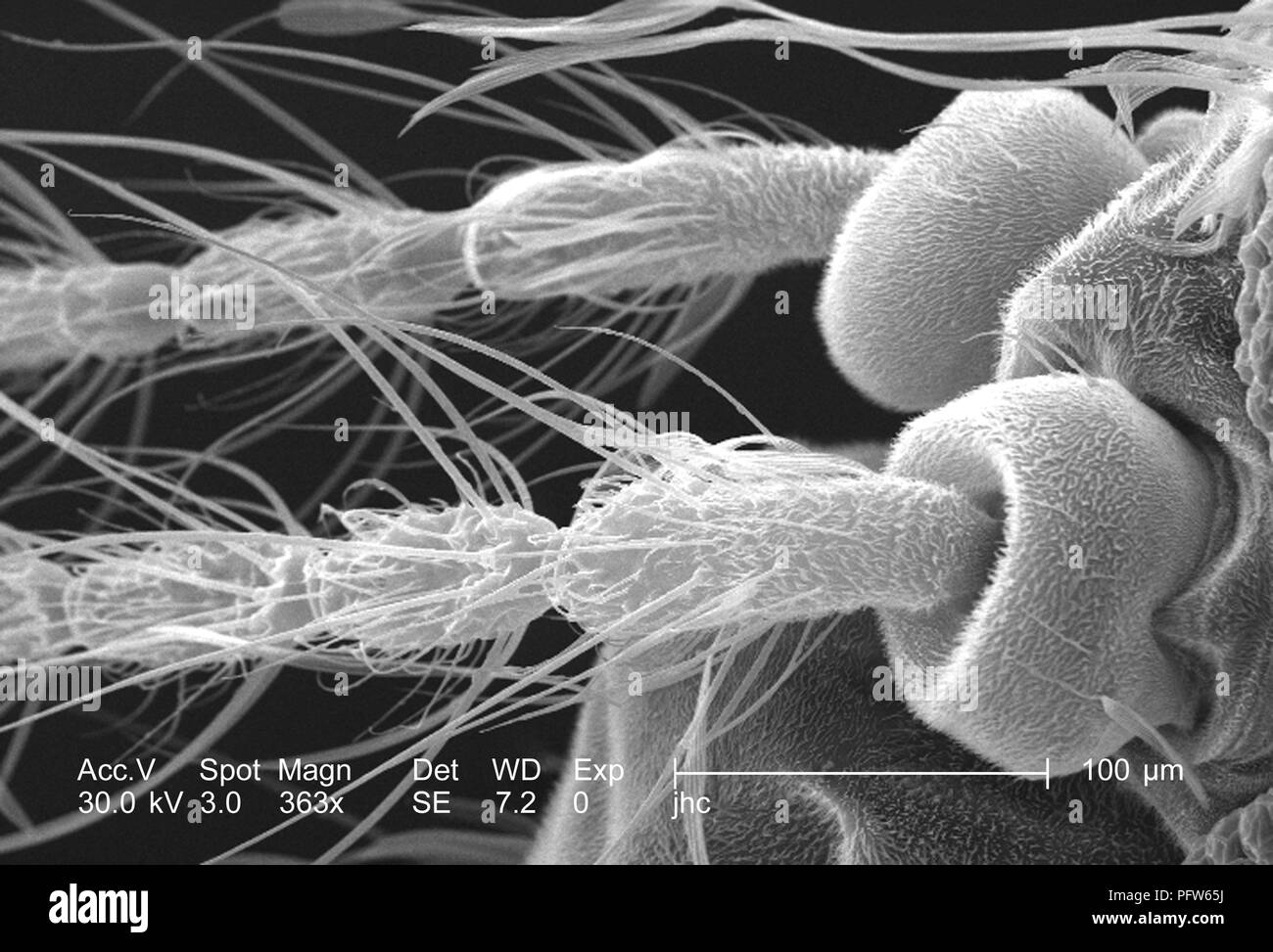 Caractéristiques morphologiques d'une antenne du moustique Anopheles dirus, révélé dans l'363x au microscope électronique à balayage grossie (SEM) de droit, 2006. Image courtoisie Centres for Disease Control (CDC) / Paul Howell. () Banque D'Images