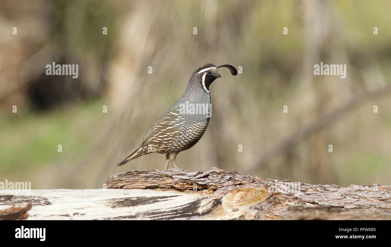 Homme Colin de Californie (Callipepla californica) marcher le long du tronc d'arbre tombé, Bass Lake, Californie Banque D'Images