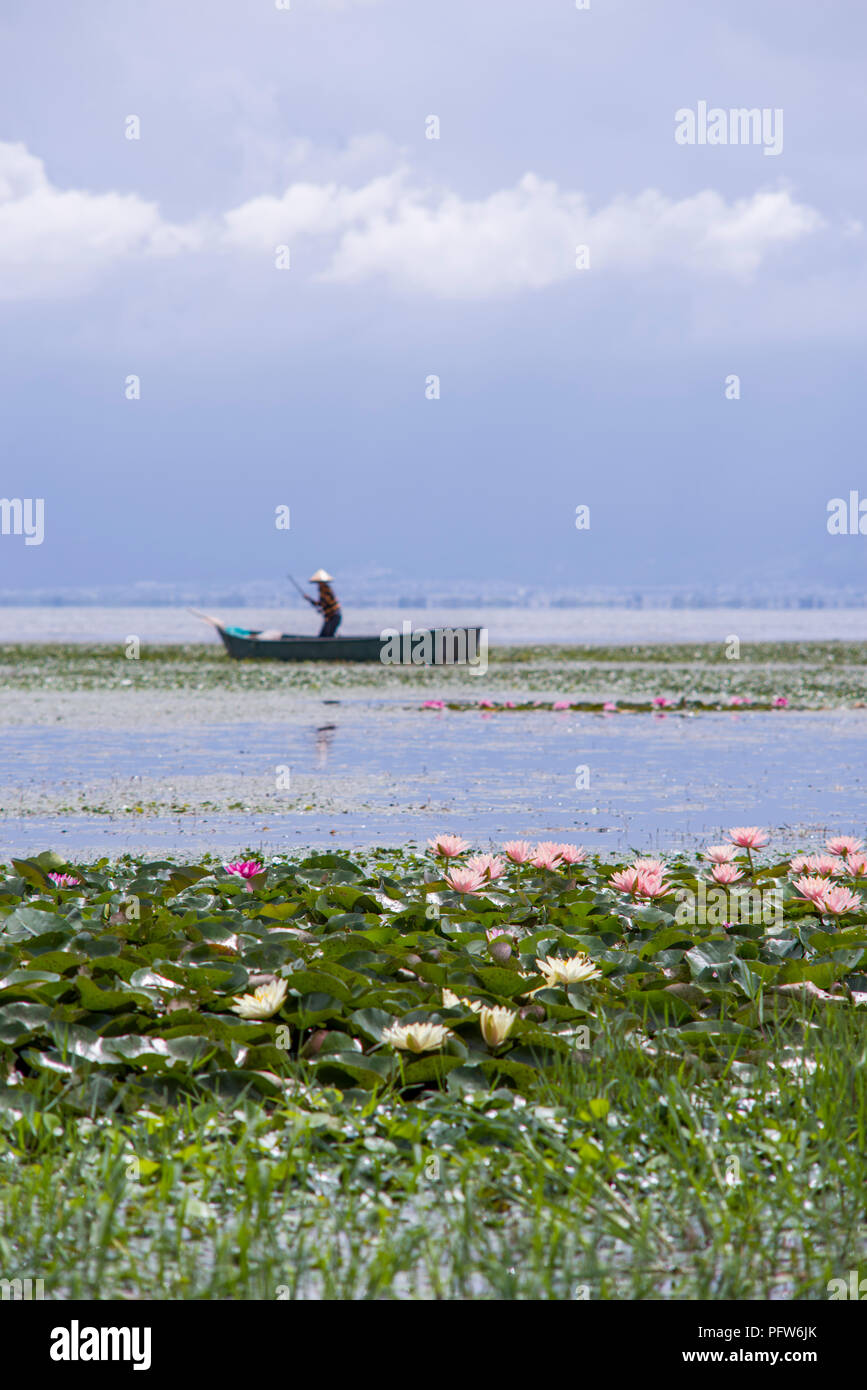 Dali, Yunnan Province/ Chine - Juil30 2018 : les personnes qui prendre châtaigne d'eau sur le Lac Erhai. Banque D'Images