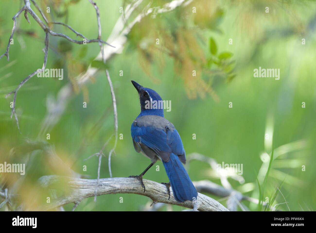 Western Scrub-Jay (Aphelocoma californica) perché dans l'arbre, Bass Lake, Californie Banque D'Images