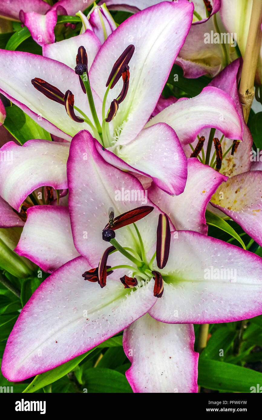 Lys Oriental, Lilium ' le bord ', des lis orientales, Lilium oriental  fleurs blanches Photo Stock - Alamy
