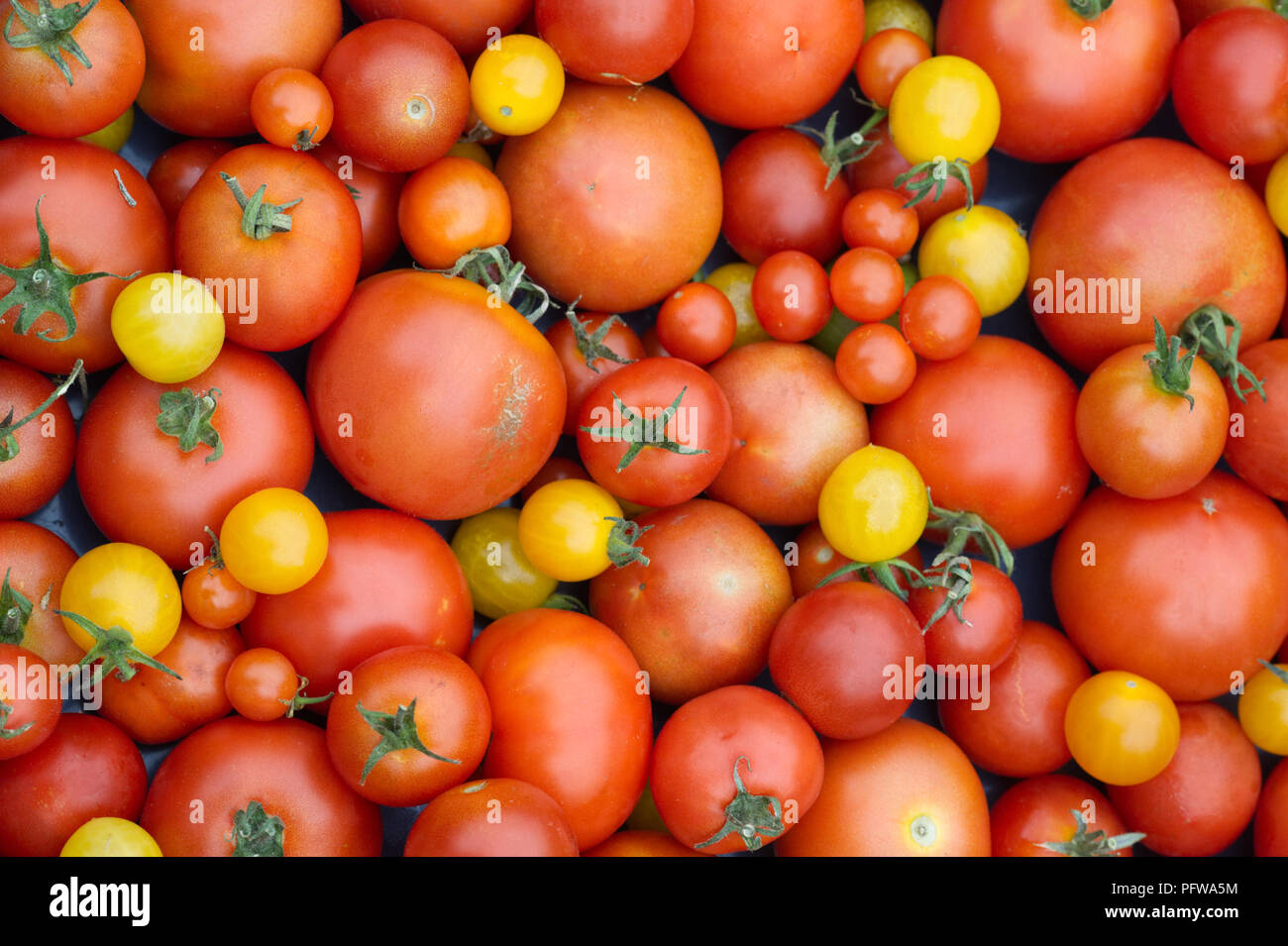 Lycopersicon esculentum. Les tomates. Banque D'Images