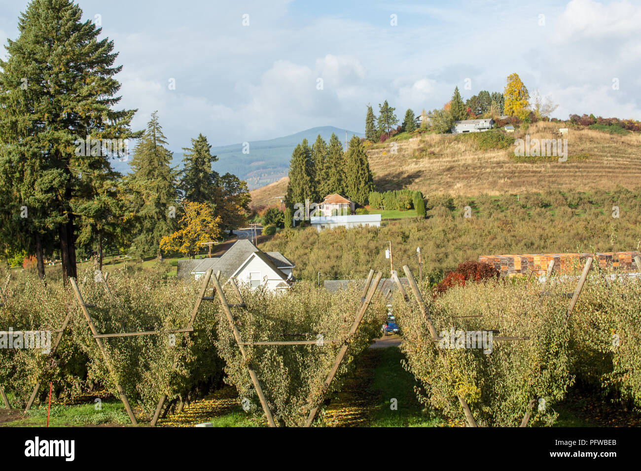 Hood River, Oregon, USA. Verger cultivé sur un système de treillis en v un jour de pluie. Banque D'Images