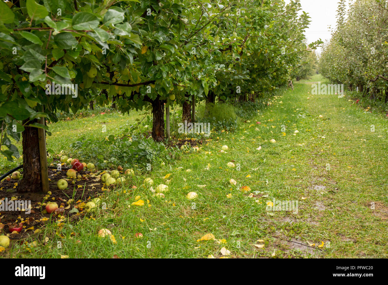 Hood River, Oregon, USA. Verger de pommiers de la banane d'hiver sous la pluie, avec beaucoup de pommes tombées au sol. Banque D'Images
