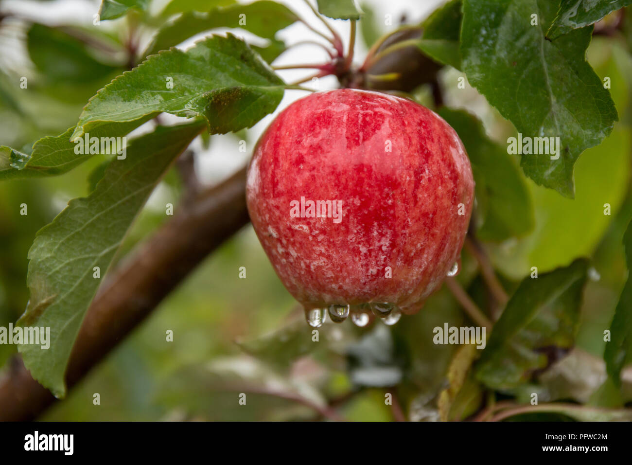 Hood River, Oregon, USA. Close-up de pommes Gala croissant dans le verger un jour de pluie. Banque D'Images