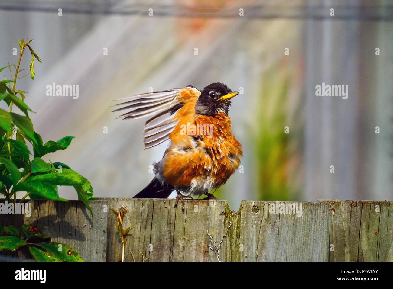 Montréal,Canada,18,Août 2018.Le merle assis sur une clôture Credit:Mario Beauregard/Alamy Live News Banque D'Images