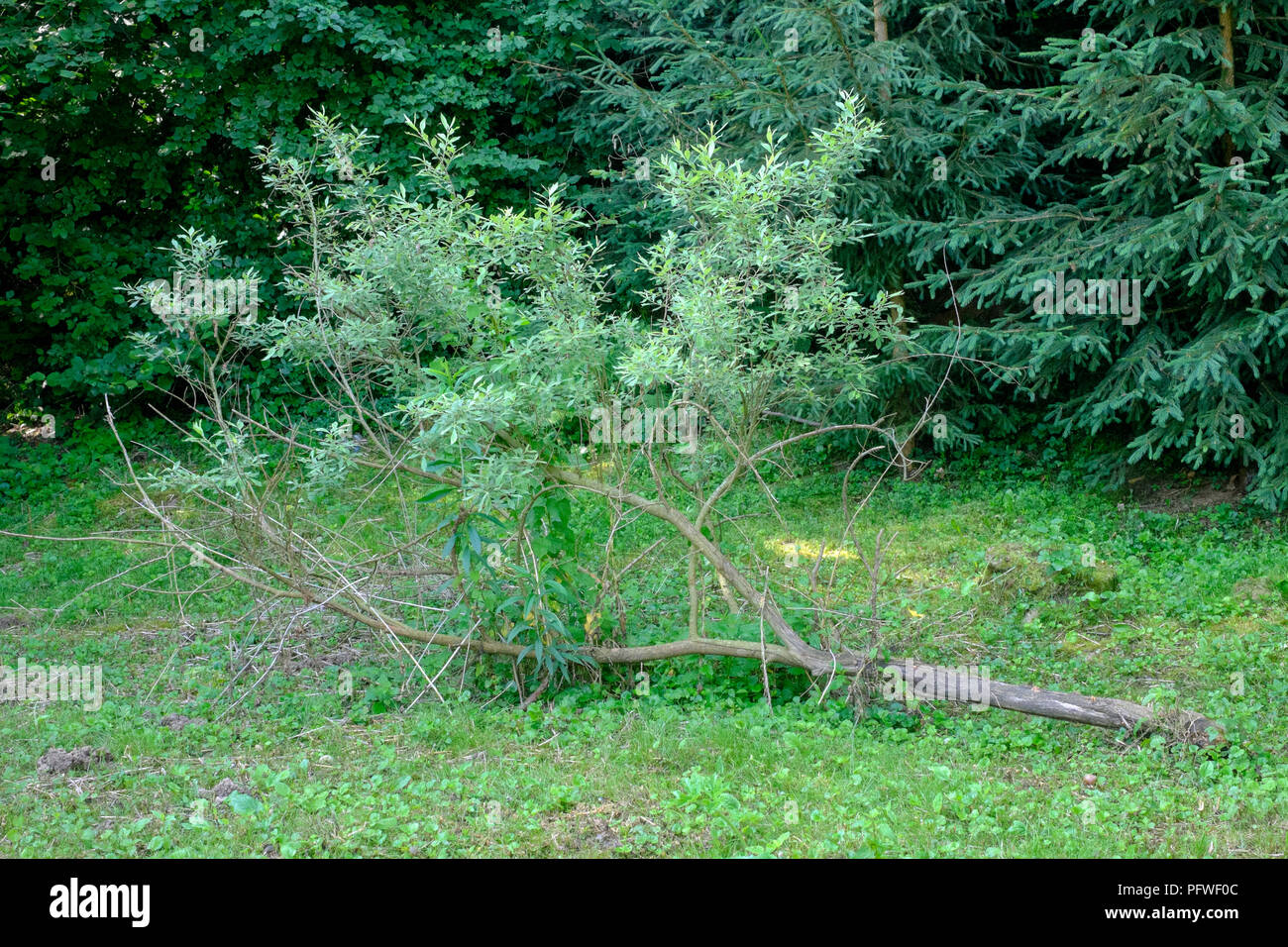 Petit arbre cassé à la base continue de croître sur le sol à l'horizontale dans un jardin zala hongrie Banque D'Images