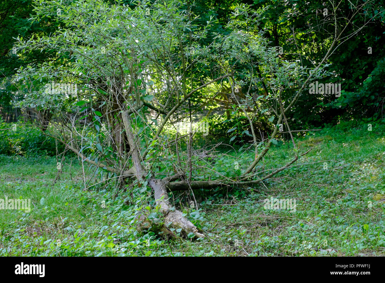 Petit arbre cassé à la base continue de croître sur le sol à l'horizontale dans un jardin zala hongrie Banque D'Images