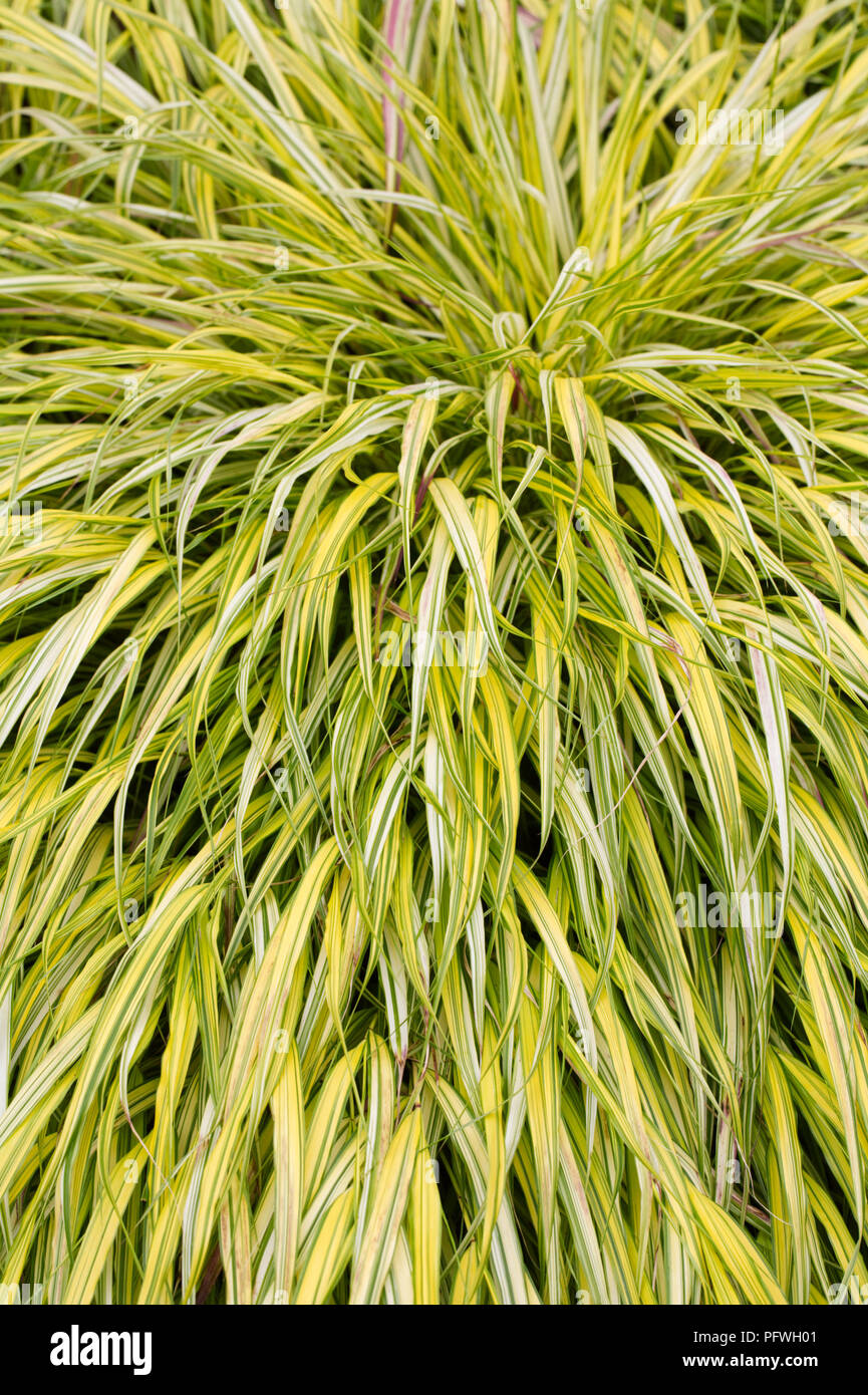 Hakonechloa macra 'Aureola' herbe. Banque D'Images