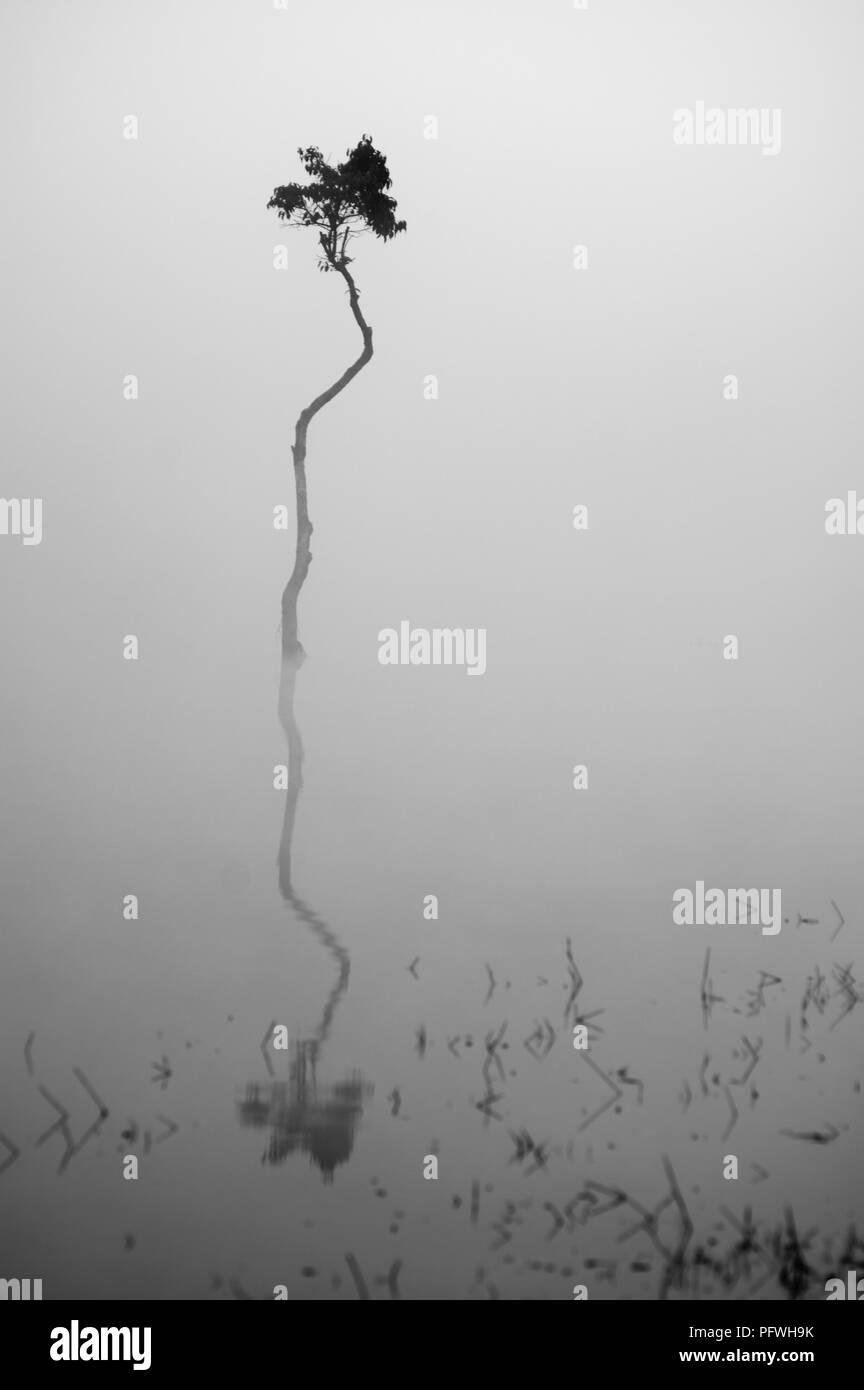 Greats Ciel et nuages du paysage avec du brouillard à l'aube, le lever du soleil, coucher du soleil. forêt de pins dans la brume avec lonely tree, homme seul et de la rosée sur l'usine Banque D'Images