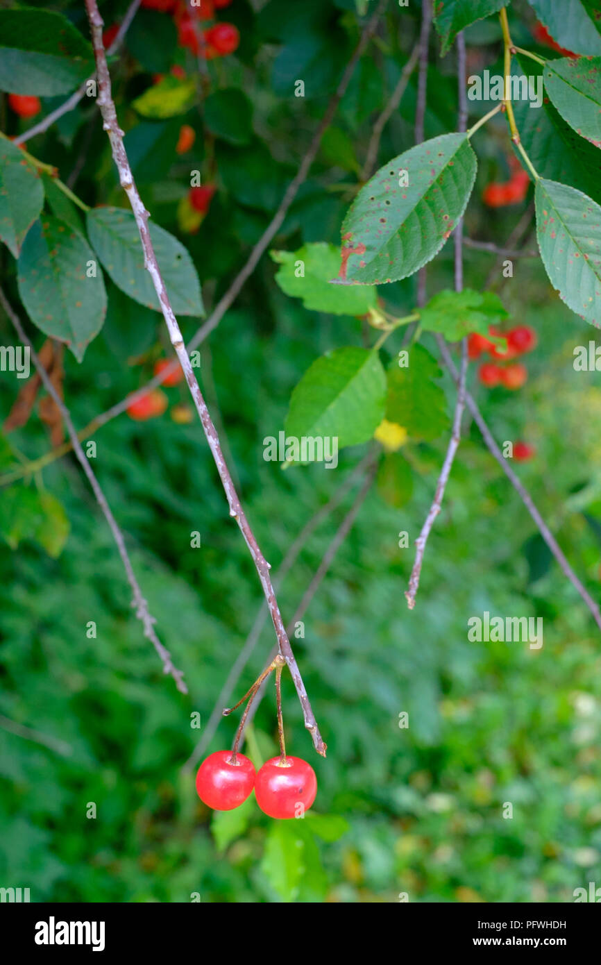 Les cerises mûres sauvages sur un arbre situé dans un pays rural lane à zala county hongrie Banque D'Images