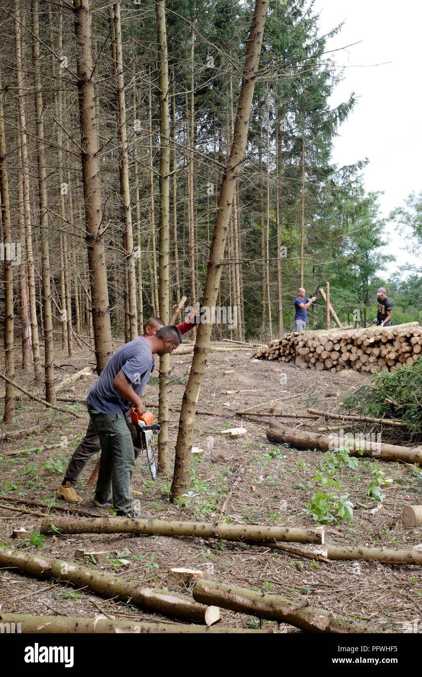 Les hommes la réduction et la compensation bois de sapins zala hongrie Banque D'Images