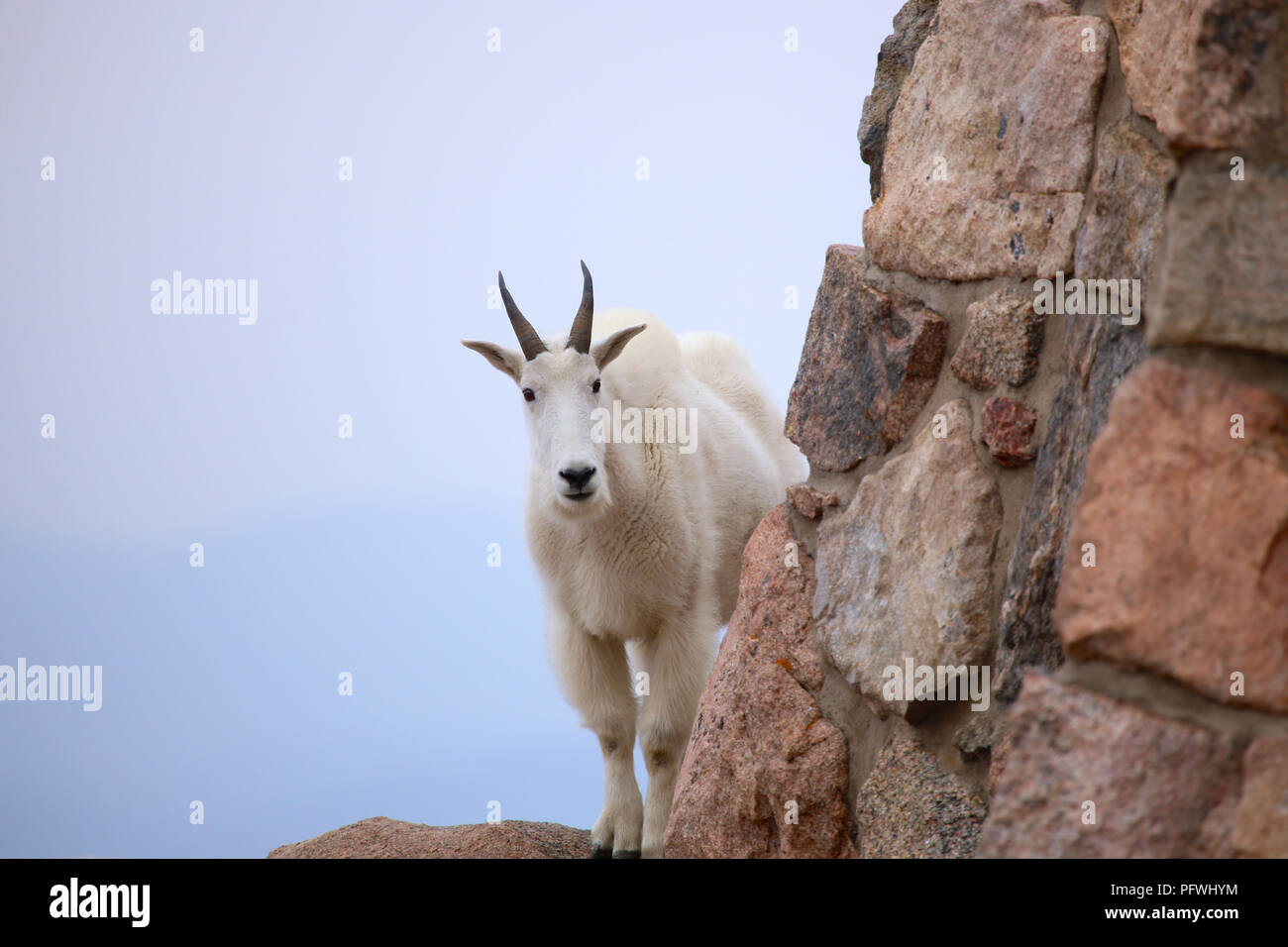 La chèvre de montagne escalade adultes sur des rochers au sommet du Mont  Evans Colorado Photo Stock - Alamy