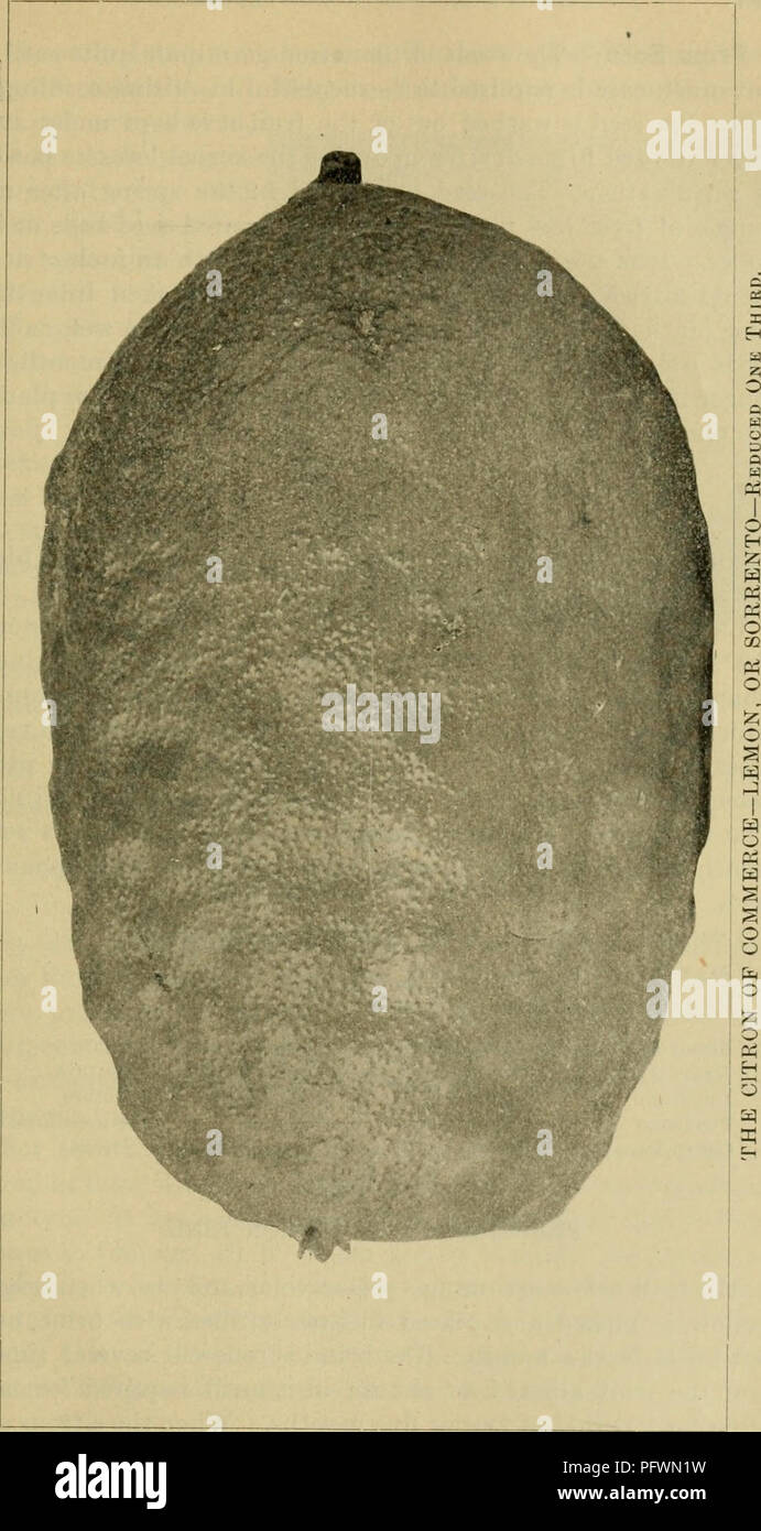 . La culture des agrumes en Californie. La Californie. Pomologie ; agrumes. . Veuillez noter que ces images sont extraites de la page numérisée des images qui peuvent avoir été retouchées numériquement pour plus de lisibilité - coloration et l'aspect de ces illustrations ne peut pas parfaitement ressembler à l'œuvre originale.. Lelong, Byron Martin, 1856-1901. Sacramento, A. J. Johnston, surintendant de l'impression de l'état Banque D'Images