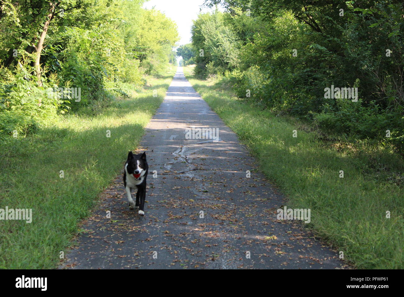 Border Collie en jeu, en descendant un long chemin étroit dans l'herbe verte et les arbres Banque D'Images