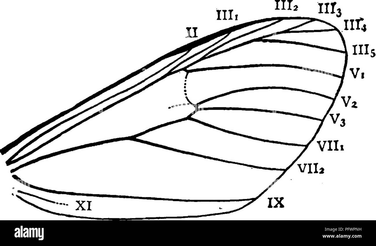 Ce manuel sert de guide pour l'étude des insectes, détaillant diverses espèces, y compris la teigne du pied-de-terre baguée, ses caractéristiques physiques, ses habitats et sa répartition dans les États de l'Atlantique, de New York au Texas. Il comprend des illustrations pour faciliter l'identification des espèces. Banque D'Images