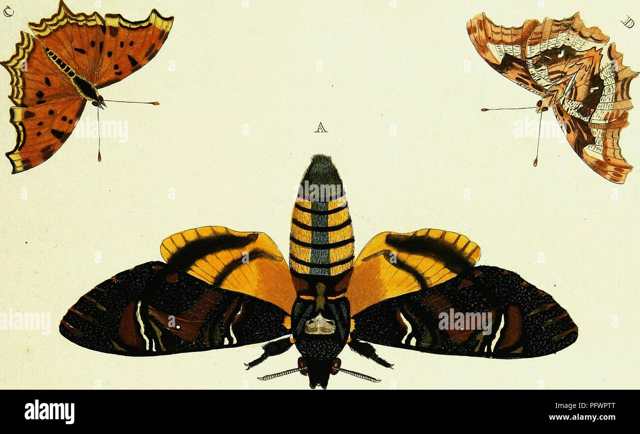 Cette illustration présente diverses espèces de lépidoptères trouvées en Asie, en Afrique et en Amérique. L'image est dérivée du travail de Pieter Cramer et Caspar Stoll, mettant l'accent sur les papillons et les papillons de nuit. Il représente des représentations détaillées de ces insectes, qui font partie de l'ordre des lépidoptères. Banque D'Images