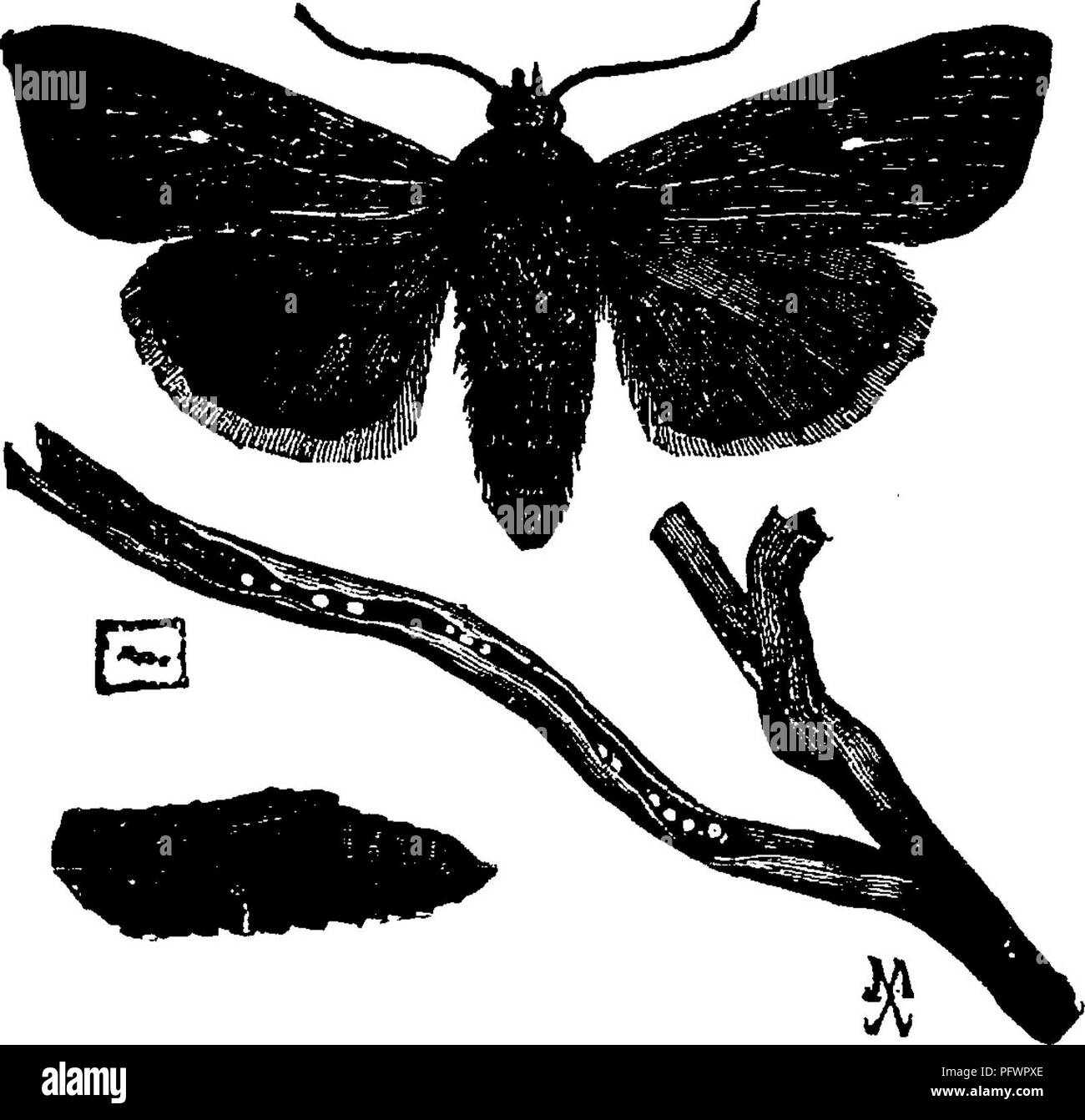 Ce manuel sert de guide pour l'étude des insectes, offrant des techniques d'identification et de gestion des populations d'insectes. Il fournit des instructions sur la lutte contre les insectes nuisibles et la protection des cultures contre les dommages, en particulier par des méthodes mécaniques telles que le creusement de fossés et la pulvérisation. Banque D'Images