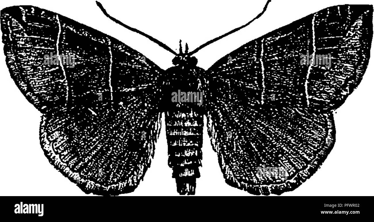 . Un manuel pour l'étude des insectes. Les insectes. 298 L'ÉTUDE DES INSECTES.. Étroitement liée aux papillons que je viens de décrire est un autre groupe d'espèces à larges ailes, dont les deux lignes bistriaris Parallelia Parallelia, (Par-al-lel'i-a-bi stri^a-ris) est un bon exemple. Ce papillon (Fig. 355) est brun- ish en couleur, et a l'avant-Yio. 3^s raiuiia bistriaris,-Po. ^crosscd ^yjj gs par deux lignes parallèles. La larve se nourrit sur les feuilles de maole. Le plus frappant dans l'apparence de l'noctuelles, sauf si nous la Sorcière Noire et d'une ou deux espèces, sont les papillons appartenant au genre Catocala (Ca Banque D'Images