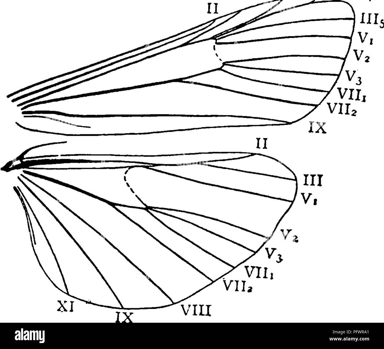 Un Manuel Pour L Etude Des Insectes Les Insectes 230 L Etude Des Insectes Ailes Fissures B Ailes Avec Moins De Cinq Fissures Habituellement Les Ailes Anterieures Ont Une Fissure Et