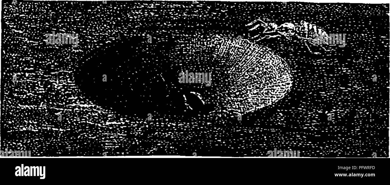 . Un manuel pour l'étude des insectes. Les insectes. 182 L'ÉTUDE DES INSECTES. Le plus grand nombre de l'espèce de cette famille appartiennent au genre Hemerobiiis (hem-e-ro^bi-us). Ce sont de petits insectes-, le plus grand de ce qui se développe à peine un pouce. Ils se produisent dans les forêts, et en particulier sur l'cone - arbres fruitiers. Le ^^^. ..O.-Polystc.ckotes punctatus. ^^^^^ '^^^^ ^ rCSCm forte- blance à l'Aphis-lions, et comme elles se nourrissent de pucerons et autres petits insectes. Après avoir sucer le sang de leurs victimes, ils font des vêtements pour eux-mêmes des peaux vides. MyrmeleoniD famille/E (Myr-me-le-sur'i-dse). E Banque D'Images . Un manuel pour l'étude des insectes. Les insectes. 182 L'ÉTUDE DES INSECTES. Le plus grand nombre de l'espèce de cette famille appartiennent au genre Hemerobiiis (hem-e-ro^bi-us). Ce sont de petits insectes-, le plus grand de ce qui se développe à peine un pouce. Ils se produisent dans les forêts, et en particulier sur l'cone - arbres fruitiers. Le ^^^. ..O.-Polystc.ckotes punctatus. ^^^^^ '^^^^ ^ rCSCm forte- blance à l'Aphis-lions, et comme elles se nourrissent de pucerons et autres petits insectes. Après avoir sucer le sang de leurs victimes, ils font des vêtements pour eux-mêmes des peaux vides. MyrmeleoniD famille/E (Myr-me-le-sur'i-dse). E Banque D'Images