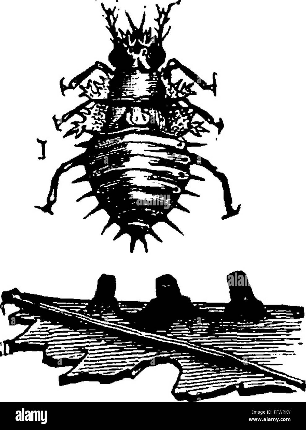 . Un manuel pour l'étude des insectes. Les insectes. Fig. 165.-Corythuca arcu- ata. (À partir de l'auteur pour le rapport de 1879.) Fig. 166.-d'oeufs et de nymphes Corythuca arcuaia. (À partir de l'auteur dans son rapport pour 1879-) les jus de plantes, et dans le cas de l'Aubépine Tingis (Fig.^J65) parfois trop nombreux pour la santé de leur plante hôte.. Veuillez noter que ces images sont extraites de la page numérisée des images qui peuvent avoir été retouchées numériquement pour plus de lisibilité - coloration et l'aspect de ces illustrations ne peut pas parfaitement ressembler à l'œuvre originale.. Comstock, John Henry, 1849-1931 ; Comstock, Banque D'Images