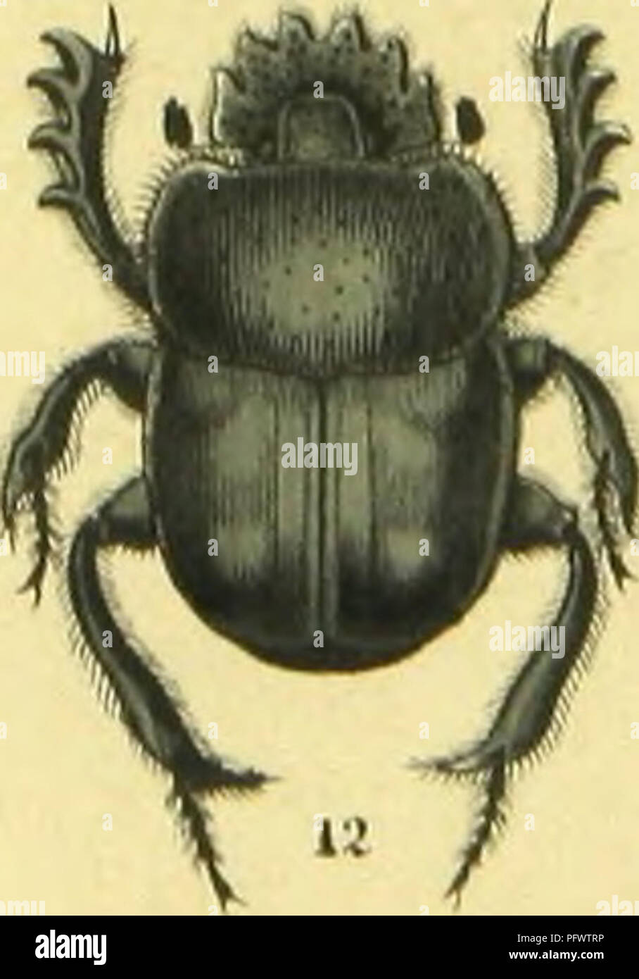 . C. G. Calwers ferbuch ; Ka ?Naturgeschichte der Ka ?fer Europas zum Handgebrauche fu ?r Sammler. Les coléoptères. •J. Veuillez noter que ces images sont extraites de la page numérisée des images qui peuvent avoir été retouchées numériquement pour plus de lisibilité - coloration et l'aspect de ces illustrations ne peut pas parfaitement ressembler à l'œuvre originale.. Ascane, C. G. , -1874 ; Ja ?ger, Gustav, 1865-. Stuttgart, J. Hoffman Banque D'Images