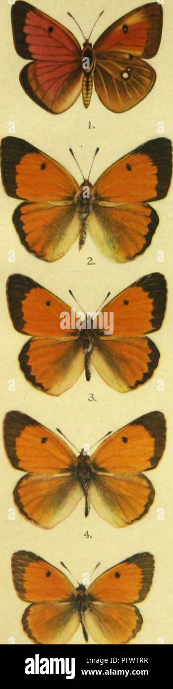 . Colias myrmidone. esp ; die Abarten dans Stammform und ihre O ?sterreich-Ungarn. Pieridae ; les papillons. Zeitschr. d. Ö. E.-V. 1 Tafel.. Veuillez noter que ces images sont extraites de la page numérisée des images qui peuvent avoir été retouchées numériquement pour plus de lisibilité - coloration et l'aspect de ces illustrations ne peut pas parfaitement ressembler à l'œuvre originale.. Pieszczek, Adolf. Wien, Osterreichischer Entomologen-Verein Banque D'Images