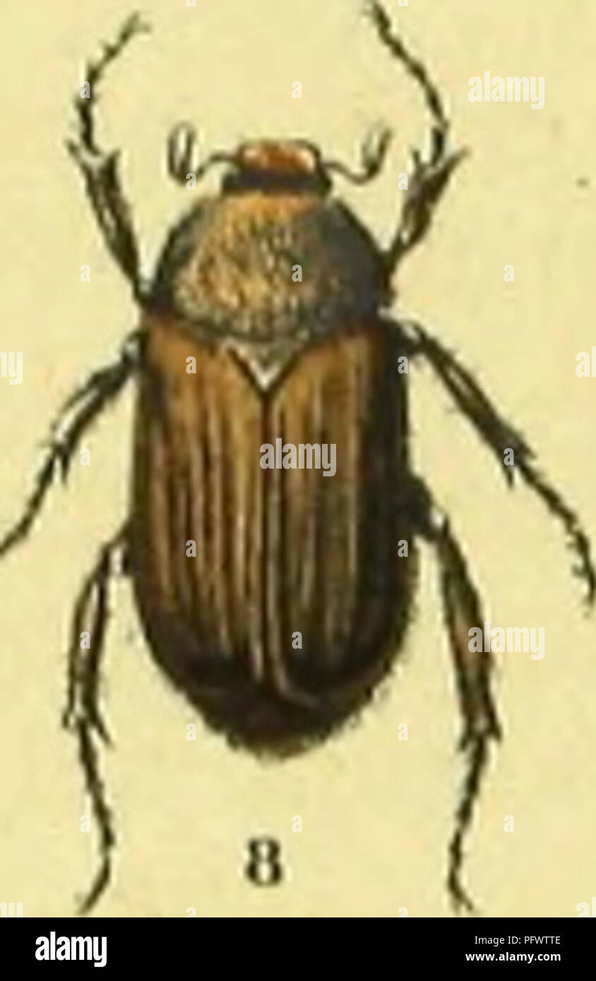 . C. G. Calwers ferbuch ; Ka ?Naturgeschichte der Ka ?fer Europas zum Handgebrauche fu ?r Sammler. Les coléoptères. . Veuillez noter que ces images sont extraites de la page numérisée des images qui peuvent avoir été retouchées numériquement pour plus de lisibilité - coloration et l'aspect de ces illustrations ne peut pas parfaitement ressembler à l'œuvre originale.. Ascane, C. G. , -1874 ; Ja ?ger, Gustav, 1865-. Stuttgart, J. Hoffman Banque D'Images