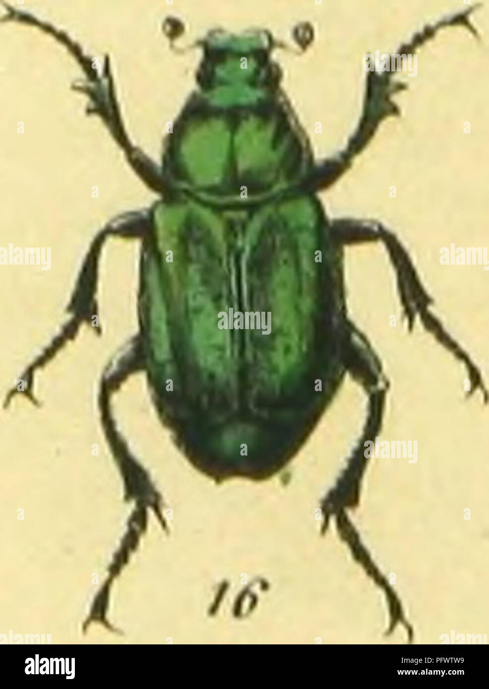 . C. G. Calwers ferbuch ; Ka ?Naturgeschichte der Ka ?fer Europas zum Handgebrauche fu ?r Sammler. Les coléoptères. . Veuillez noter que ces images sont extraites de la page numérisée des images qui peuvent avoir été retouchées numériquement pour plus de lisibilité - coloration et l'aspect de ces illustrations ne peut pas parfaitement ressembler à l'œuvre originale.. Ascane, C. G. , -1874 ; Ja ?ger, Gustav, 1865-. Stuttgart, J. Hoffman Banque D'Images