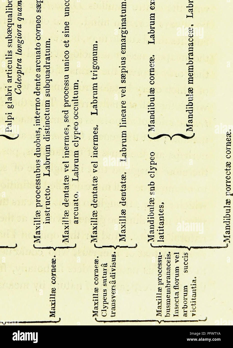 Le travail traite de la famille des Scarabaeidae, en se concentrant sur le genre Scarabaeus, communément connu sous le nom de coléoptères du bousier. Ces coléoptères sont importants dans les systèmes écologiques pour leur rôle dans la décomposition et le cycle des nutriments. L'étude décrit les différentes espèces du genre et leurs contributions à l'environnement, ainsi que leur comportement et leurs préférences en matière d'habitat dans différents écosystèmes. Banque D'Images