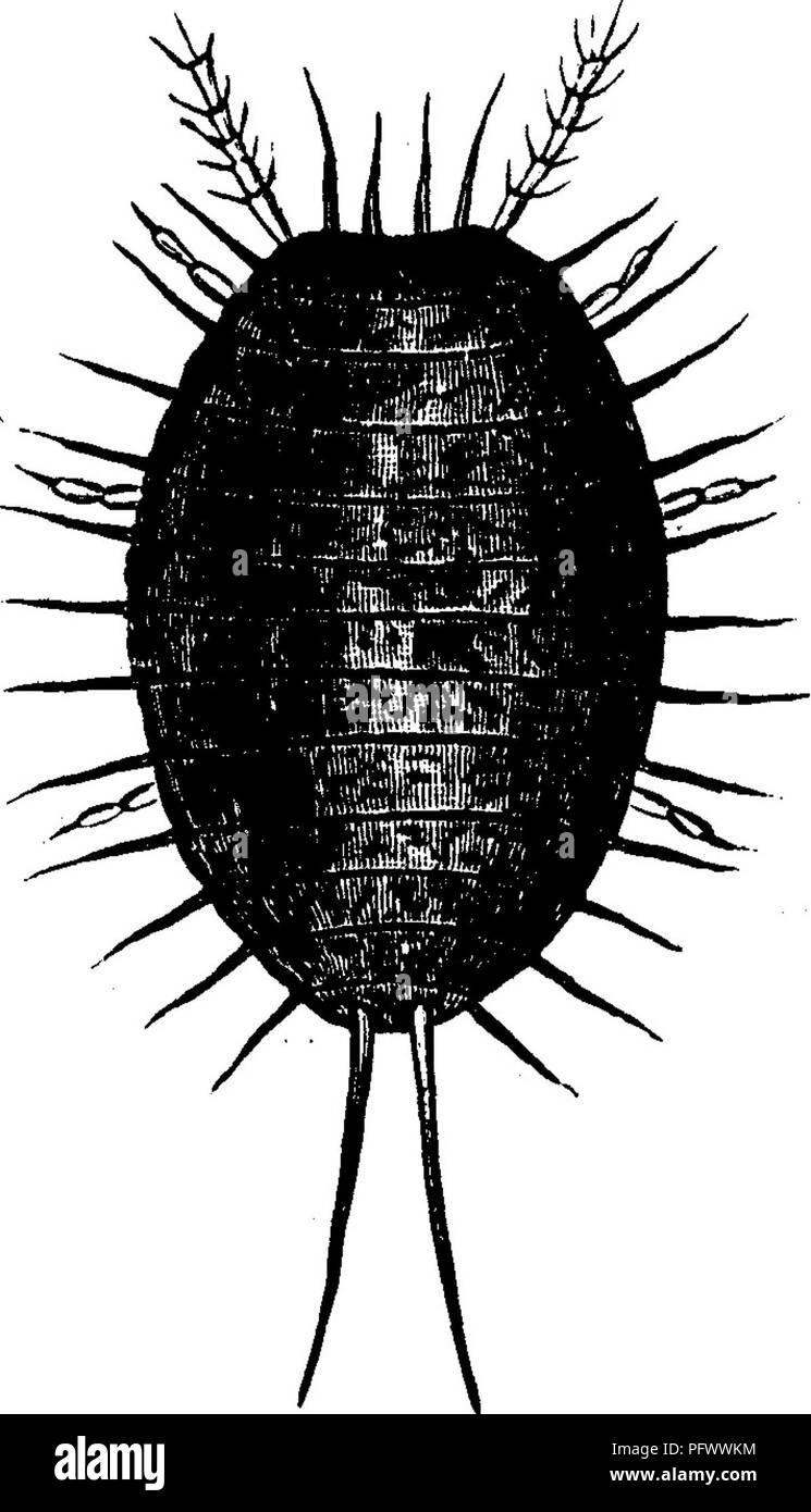 . Les insectes nuisibles pour les fruits. Illustré de quatre cent quarante coupes de bois. Les insectes nuisibles. 410 LES INSECTES NUISIBLES À L'ORANGE. hatclied les larves sont très actifs, et même l'insecte adulte peut explorer d'un point à un autre avec une apparente facilité, transportant l'échelle avec elle. Cette échelle a été trouvé sur l'orange-arbres près de Santa Bar- bara, et sans doute existe dans d'autres localités aussi. En vert- maisons il attaque non seulement l'orange, mais beaucoup d'autres plantes. Fig. 425. No 262.-Les-Monts Mealy bug. Dactylopius adonidum Linn. Les insectes connus sous le nom de formulaire de Mealy-bugs, pas d'échelle et ne sont pas Banque D'Images