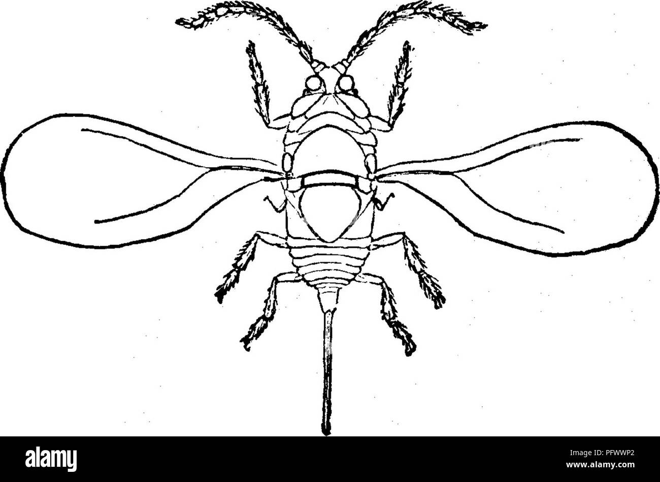 . Les insectes nuisibles pour les fruits. Illustré de quatre cent quarante coupes de bois. Les insectes nuisibles. No 256.-l'échelle. Parlatoria Pergandii Comstock. Dans cette espèce, l'ampleur de la femelle varie en forme, étant parfois presque circulaire, mais, plus généralement, un peu allongé, d'une couleur d'un gris mat, et fine dans sa structure. Il ressemble à l'écorce si étroitement dans la teinte qu'elle échappe souvent à la détection. En longueur il s'agit d'un seizième de pouce ; l'insecte est presque aussi large que long. Ces insectes sont très variables en couleur, certains étant presque blanc, avec l'extrémité du corps légèrement Banque D'Images