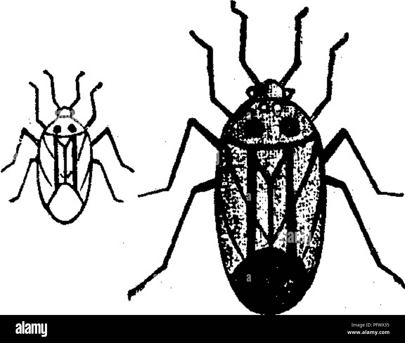 . Les insectes nuisibles pour les fruits. Illustré de quatre cent quarante coupes de bois. Les insectes nuisibles. Attaquer les feuilles. 35] avec un schéma de la taille naturelle. Il détruit les les jeunes feuilles de la groseille-buissons tant sur leur partie supérieure et sous les surfaces, provoquant de petites taches brunes, pas beaucoup plus grande que la borne-chefs, mais ils sont parfois tellement nombreuses et étroitement placés que les feuilles deviennent complètement sèche. L'in- sectes sont très actifs, et à l'approche diminue rapidement au sol ou s'envoler. ^« lo- 364. Ils commencent à se nourrir en mai ou juin, et continuer pendant un mois ou deux, souvent dis- pensant Banque D'Images