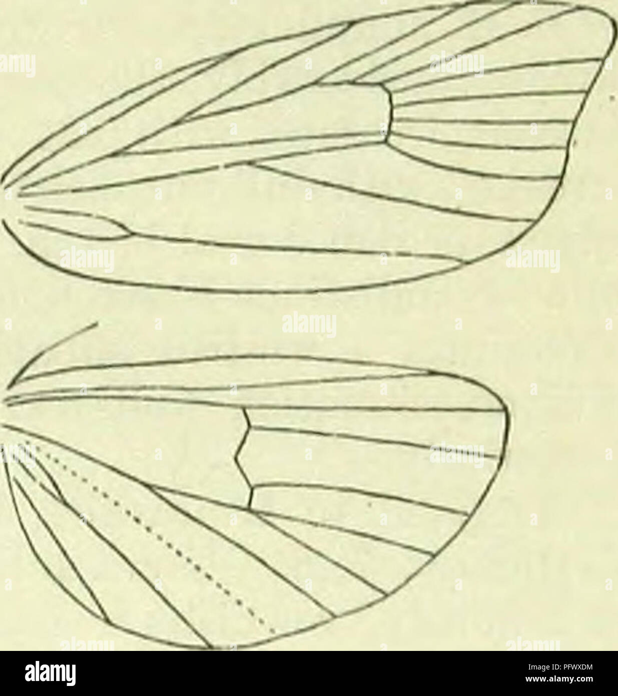 . A handbook of British lepidoptera. Lepidoptera. nEMlMF EPIBLEMIDAE-NE]. traînées provenant de Costa à l'ocelle et marges d'leadcn metallio-bleuâtre ; trois ou plusieurs points noirs sur termen vers le milieu. Ailes postérieures dark fuscous, plus léger à la base. L'Essex, à l'échelle locale ; de l'Allemagne] 0, 7. Larve blanchâtre ; tête marron clair : dans les racines de l'Achillea achillée ptarmique ; 8-4. 2. H. alpinana, trad. a. (Politana, On.) 13-15 mm. Ailes antérieures plutôt sombre, fuscous mixte beaucoup ou presque exclusivement imprégnée avec orange ou lumineux vers l'strigulatcd ferrugineux, costa avec une orange terne ; blanchâtre oblique dorsal médian très transverse, GDE Banque D'Images