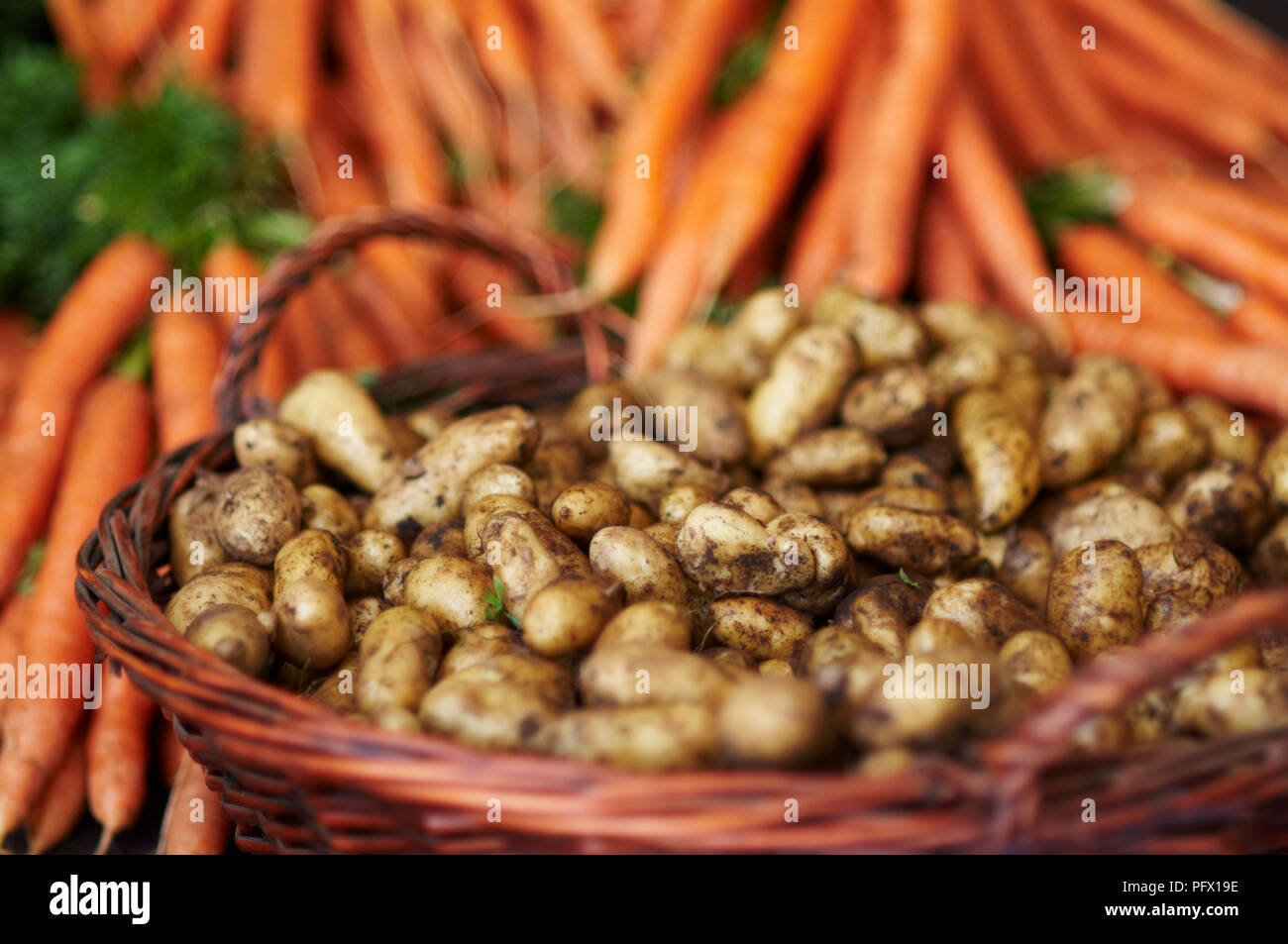 Bouquets de pommes de terre biologiques et les carottes sur un marché. Banque D'Images