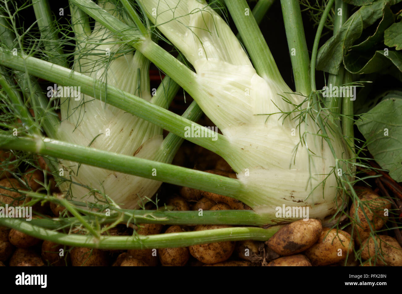 Fenouil bio frais et de pommes de terre à vendre à un marché Banque D'Images