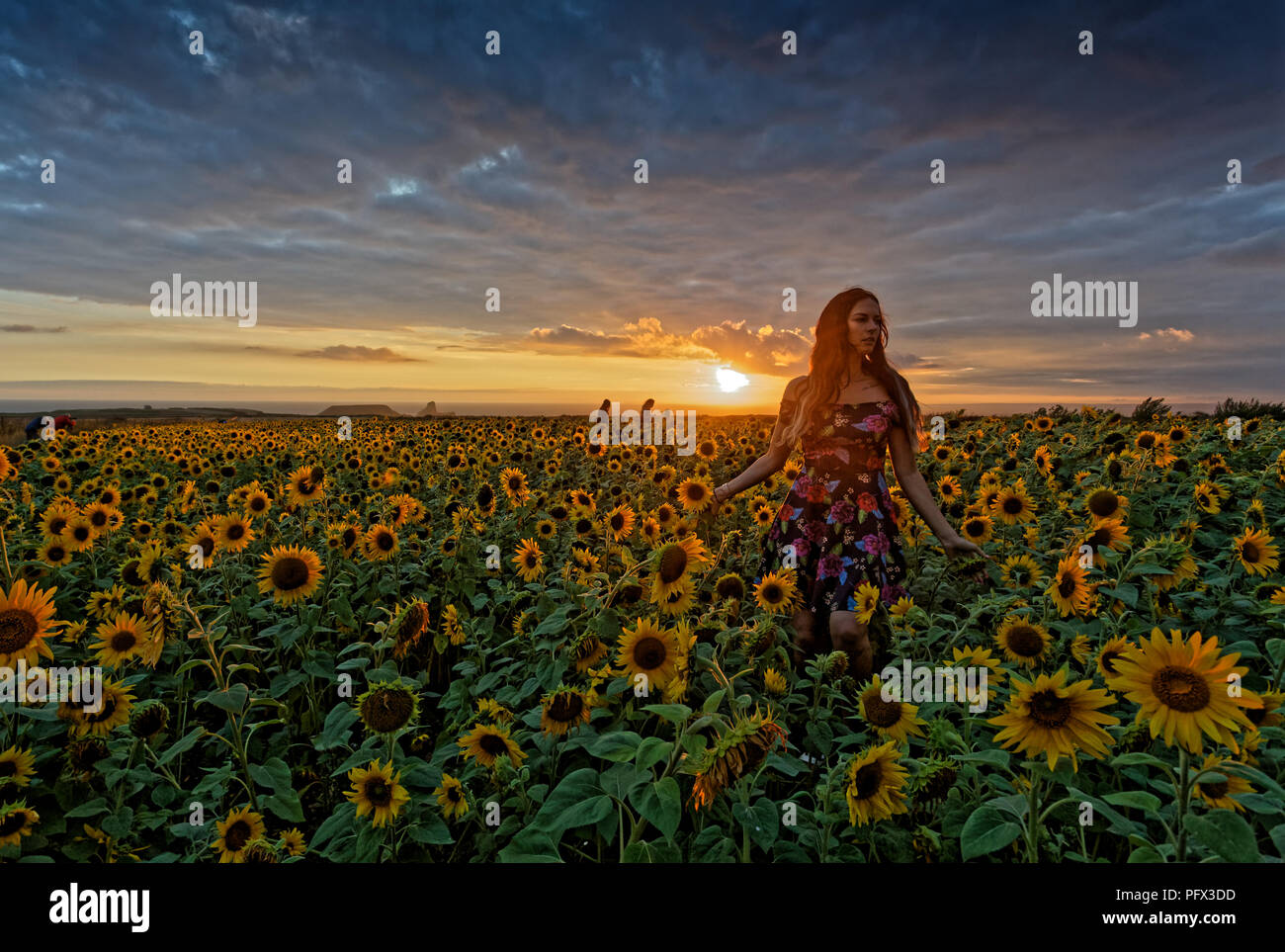 Natasha Jenkins bénéficie d'une promenade au coucher de soleil parmi un champ de tournesols à Rhossili, Péninsule de Gower, Pays de Galles, Royaume-Uni Banque D'Images