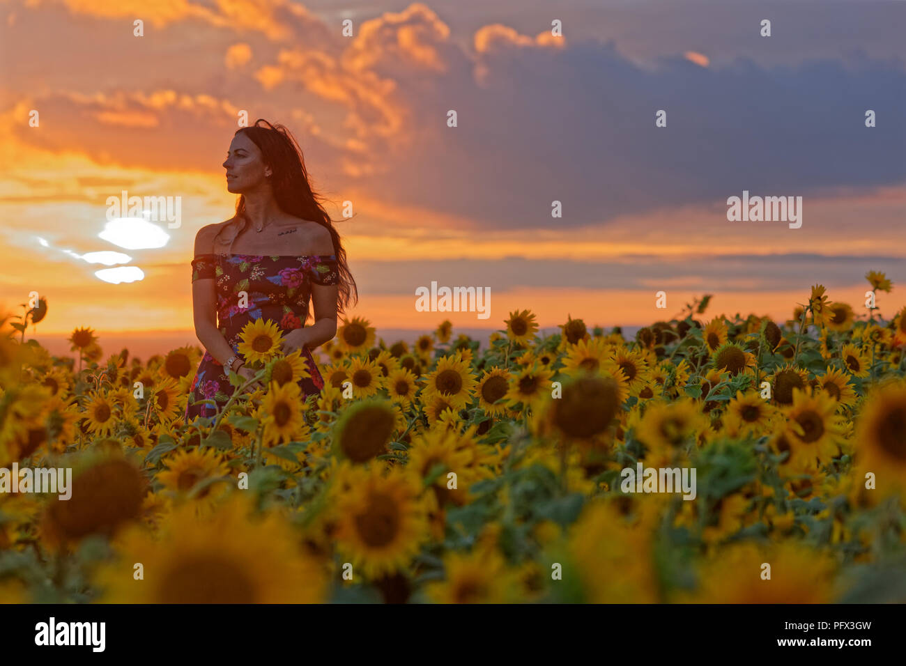 Natasha Jenkins bénéficie d'une promenade au coucher de soleil parmi un champ de tournesols à Rhossili, Péninsule de Gower, Pays de Galles, Royaume-Uni Banque D'Images