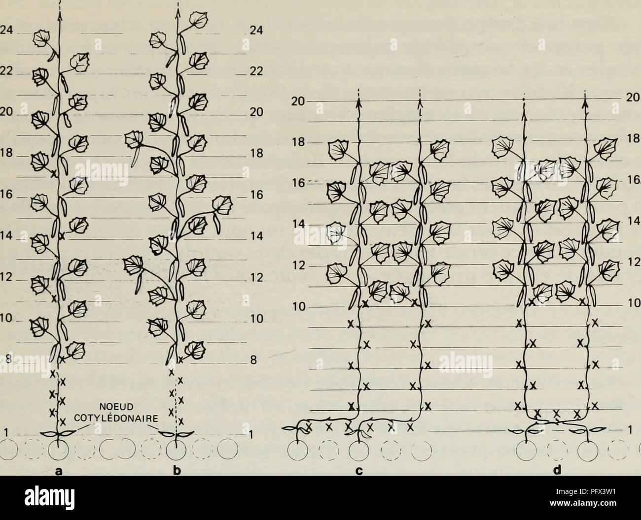 . La culture hors sol de concombres de serre sans graines et successions des cultures. Hydroponique ; Concombres ; SystÃ¨mes de culture hydroponique ; ; ; concombres les systèmes de culture. 12108 COTYLÃDONAIRE^ NOEUD y n' XDOÃ b Fig.7 MÃ©thodes de taille et de conduite dans le systÃ me¨de successions de cultures de concombres. Le symbole X dÃ©signe l'endroit oÃ¹ les feuilles ont Ã©tÃ© excisÃ©es. voulu (fig. la, nÅuds 11, 14 et 17) contributes Ã attÃ©nuer le stress au dÃ©but de la saison de cueillette et stimule la production ultÃ©rieure de fruits. Une autre mÃ©thode consiste Ã enlever les fruits aux noeuds 1 Banque D'Images