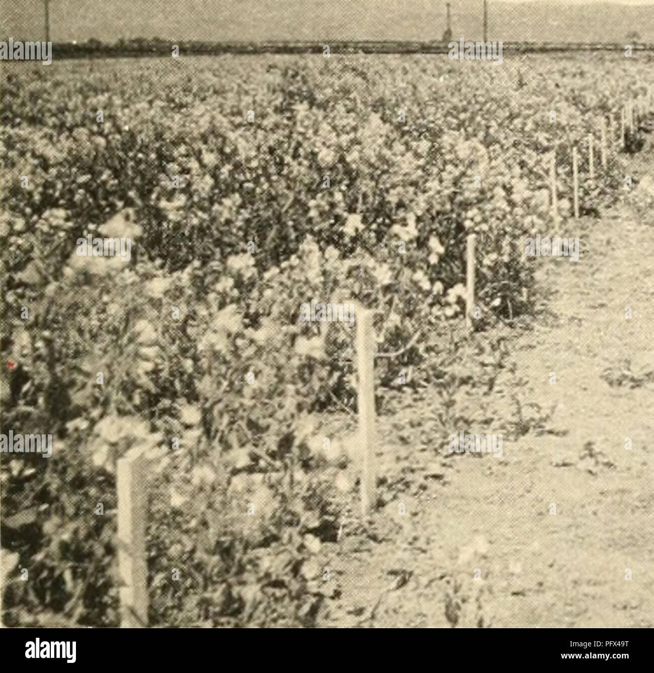 . La culture et les maladies de l'pois doux. Les petits pois, les petits pois. . Veuillez noter que ces images sont extraites de la page numérisée des images qui peuvent avoir été retouchées numériquement pour plus de lisibilité - coloration et l'aspect de ces illustrations ne peut pas parfaitement ressembler à l'œuvre originale.. Taubenhaus Jacob, Joseph, 1885- [de l'ancien catalogue]. New York, E. P. Dutton &AMP, le nom de l'entreprise Banque D'Images