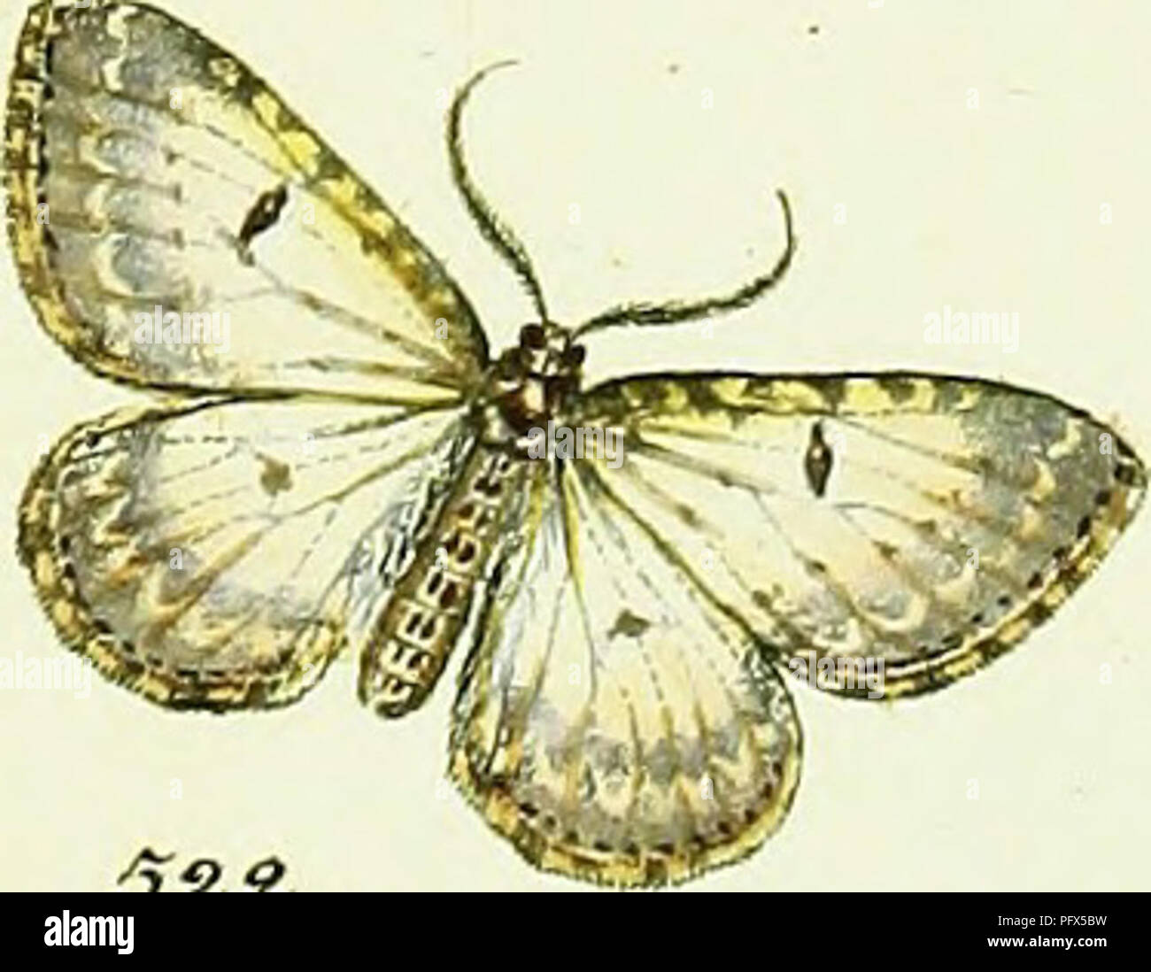 Un travail sur l'espèce de papillon Geometra par Jacob Hübner, fournissant des illustrations détaillées et des descriptions de l'anatomie et du comportement du papillon. C'est une ressource précieuse pour les lépidoptères et les entomologistes qui étudient les espèces de papillons. Banque D'Images