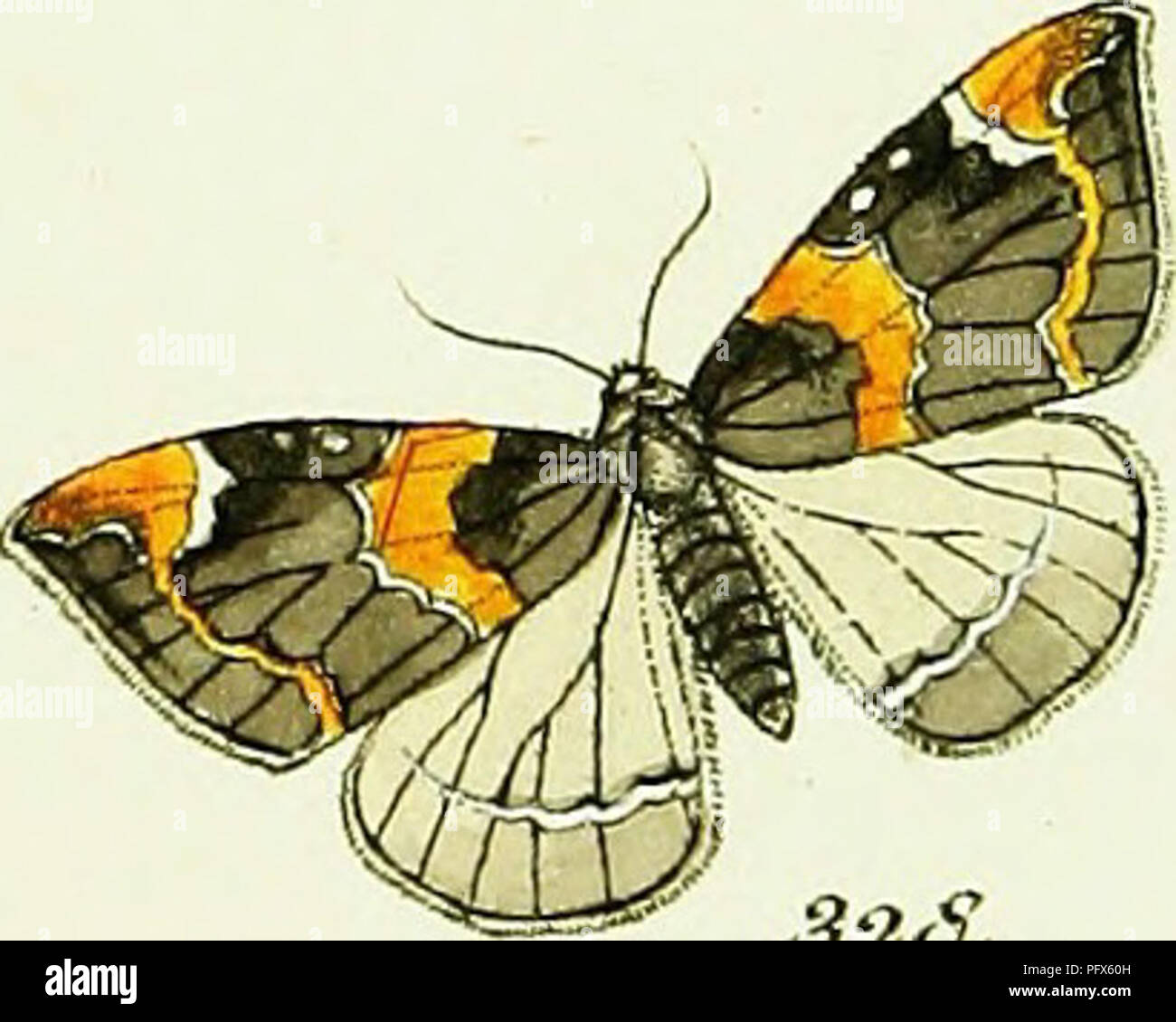 . Hu ?bner's geometra [ressource électronique]. Lepidoptera. mm 3z5. "Je"--. fc*]  z£ 3a3. SmvizriU. 3a4. -/Fyiedzfe. 3x5. &Lt;iA62rr^. V^a£i3a/. &Lt ;^^ur/2ria . 3-aS.a*a&gt ;. &Amp;2L *-f*rz£^* S", ^. Veuillez noter que ces images sont extraites de la page numérisée des images qui peuvent avoir été retouchées numériquement pour plus de lisibilité - coloration et l'aspect de ces illustrations ne peut pas parfaitement ressembler à l'œuvre originale.. Hu ?bner, Jacob, 1761-1826. [S. l.  : S. n. ] Banque D'Images