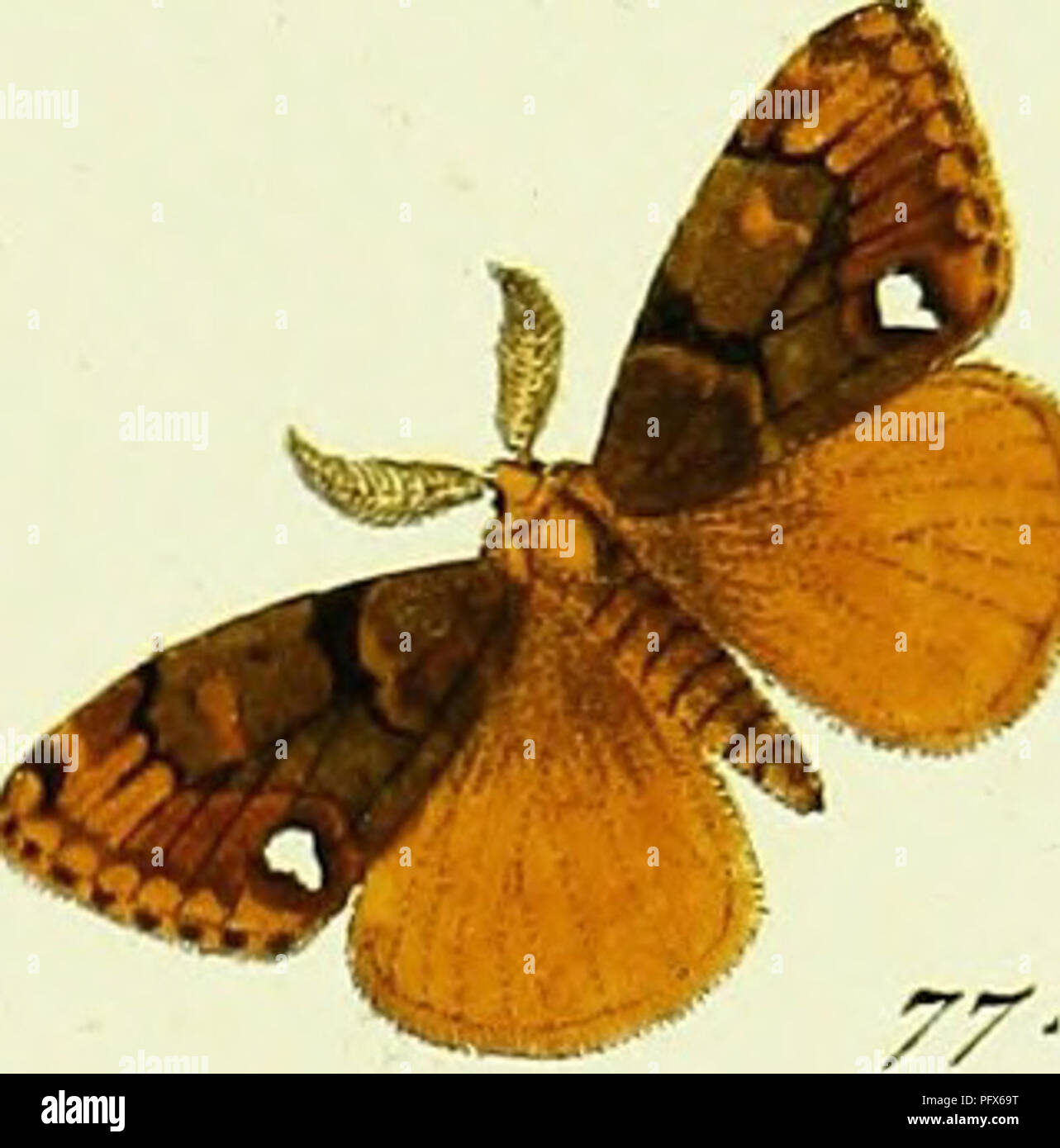 Cet ouvrage de Jacob Hübner présente des illustrations et des descriptions des papillons *Papilio*, un genre appartenant à l'ordre des lépidoptères. Le travail détaillé de Hübner est une contribution importante à l'entomologie, en particulier dans l'étude des espèces de papillons et leur identification. Banque D'Images