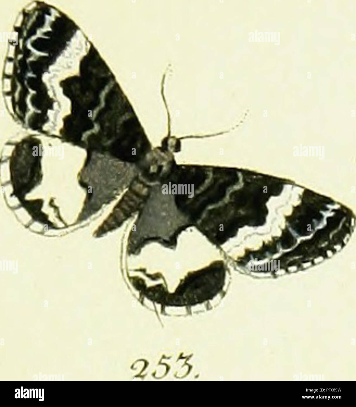 . Hu ?bner's geometra [ressource électronique]. Lepidoptera. c/.emA',r&lt;i , T. tfeo ?7i&amp ;£rc&amp ;, JT. C/mfoaz^ «Xeo, J.. Veuillez noter que ces images sont extraites de la page numérisée des images qui peuvent avoir été retouchées numériquement pour plus de lisibilité - coloration et l'aspect de ces illustrations ne peut pas parfaitement ressembler à l'œuvre originale.. Hu ?bner, Jacob, 1761-1826. [S. l.  : S. n. ] Banque D'Images