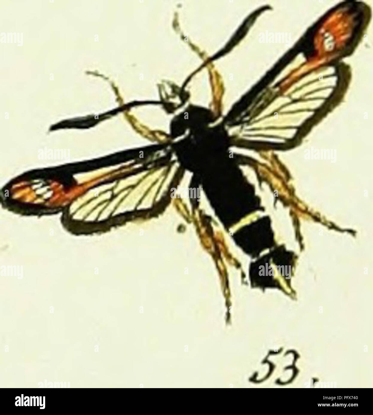 . L'HuÌbner papilio [ressource électronique]. Lépidoptères. 48. jfrfirmLi. Sj. &Amp;Â£u$rmÂ". So. JfatfirmV. CraA St.-^ omf 5 %. XidreJ^ Si. CtyjMtf. Si. . Jmdrimtf^^t sTt r'ji ? Yt ? T-s^sx-aSm/ ^/fer/wia &lt;fa* &lt;ZQ. *Â *. rrryosj etj-s, int. a&amp;s ?Z 'â ?.  ? F. 6." j&amp;cesA*, T^s KS/f.. Veuillez noter que ces images sont extraites de la page numérisée des images qui peuvent avoir été retouchées numériquement pour plus de lisibilité - coloration et l'aspect de ces illustrations ne peut pas parfaitement ressembler à l'œuvre originale.. HuÌbner, Jacob, 1761-1826. [S. l.  : S. n. ] Banque D'Images