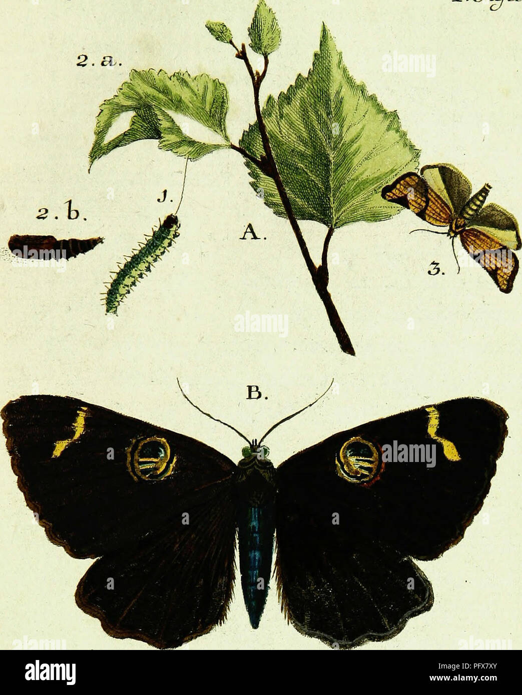 Beitraige Zur Geschichte Der Schmetterlinge Lepidoptera Lepidoptera Ofeihz A X Amp Ya 2 Sl K A A Amp Amp A D Je L Hl A V Un A J 3 K 0aft Lt Betu Luui A A A V2d2h Azw